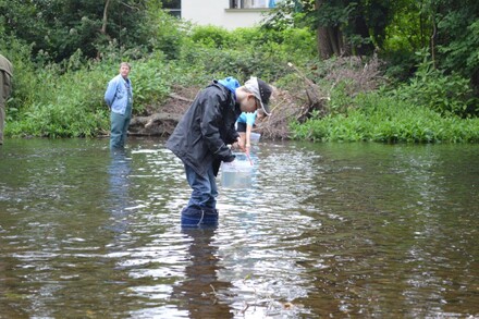 Lachsbesatz an der Rur 2014, Bild 10 von 15