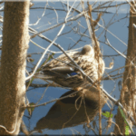 Burgau-Ente