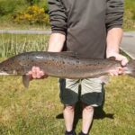 Lachsprogramm-Erfolge-Lachs1