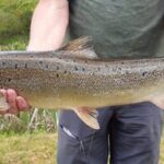 Lachsprogramm-Erfolge-Lachs2