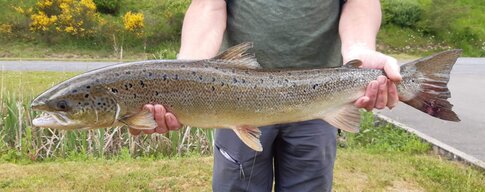 Lachsprogramm-Erfolge-Lachs2