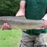 Lachsprogramm-Erfolge-Lachs4