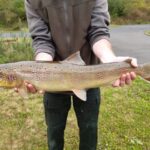 Lachsprogramm-Erfolge-Lachs5