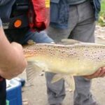 Lachsprogramm-Lachs-Karken