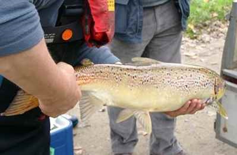Lachsprogramm-Lachs-Karken