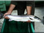 Ausgewachsener Lachs, Illustration zum Preislied auf die Rur
