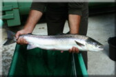 Ausgewachsener Lachs, Illustration zum Preislied auf die Rur