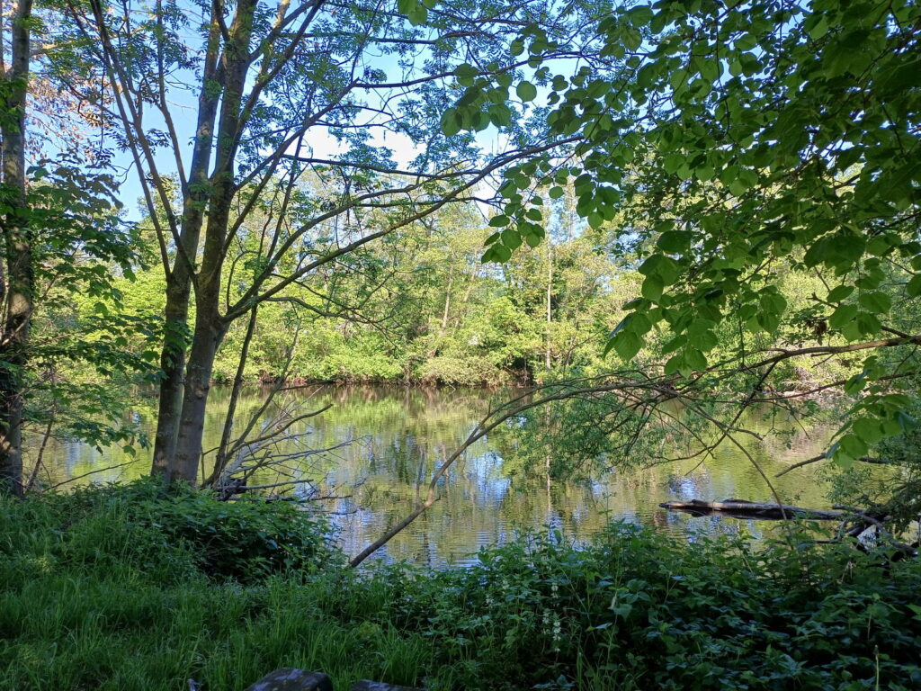 Sicht auf Rur vom Ufer